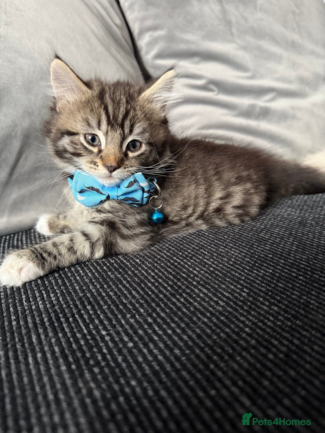 British Shorthair cats for sale: Beautiful BSH 2 male 1 female  - Image 16