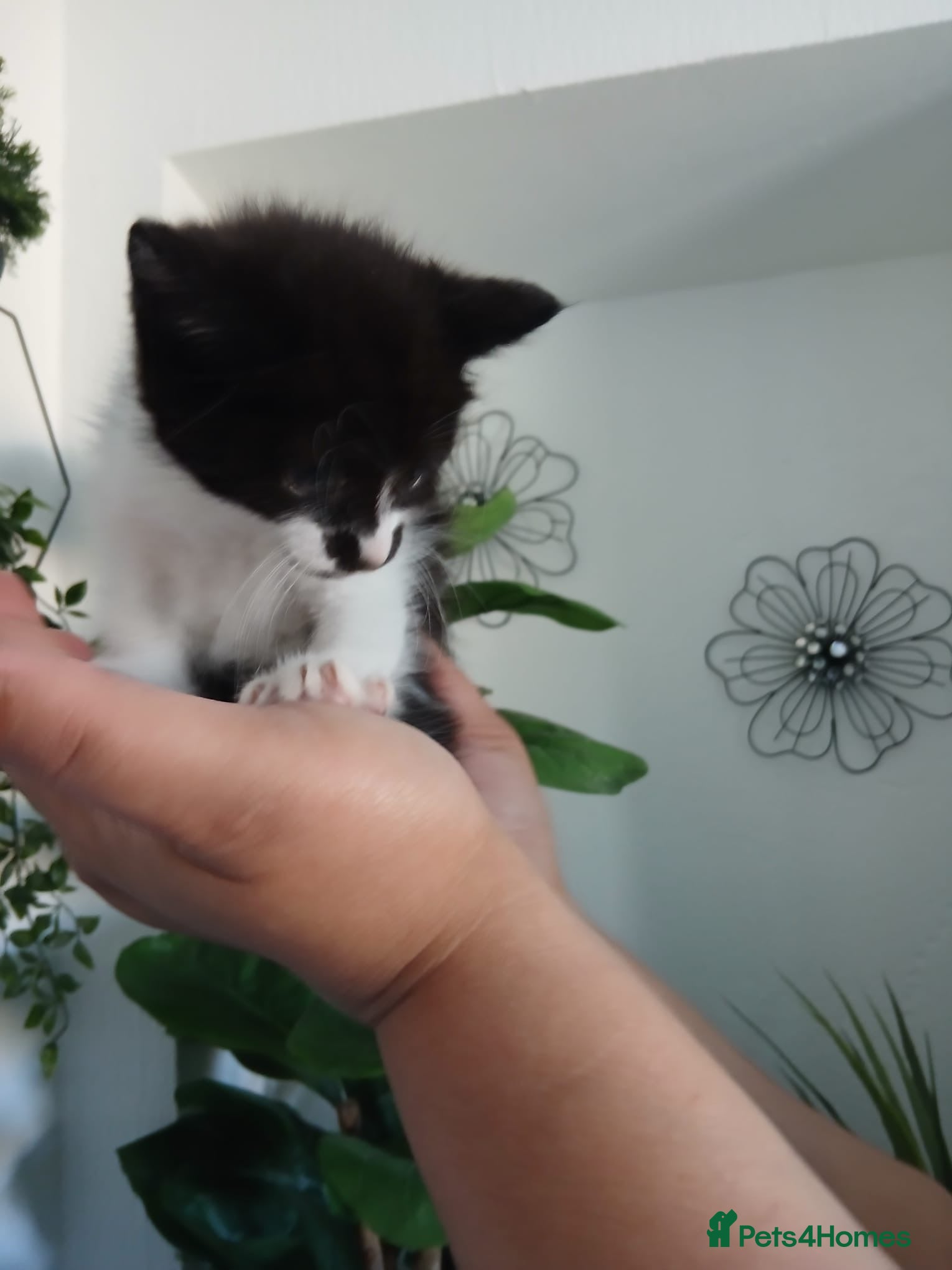 Mixed Breed cats Adorable kittens - Advert 5