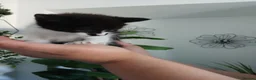 Mixed Breed cats for sale: Adorable kittens in Bradford - Advert 1