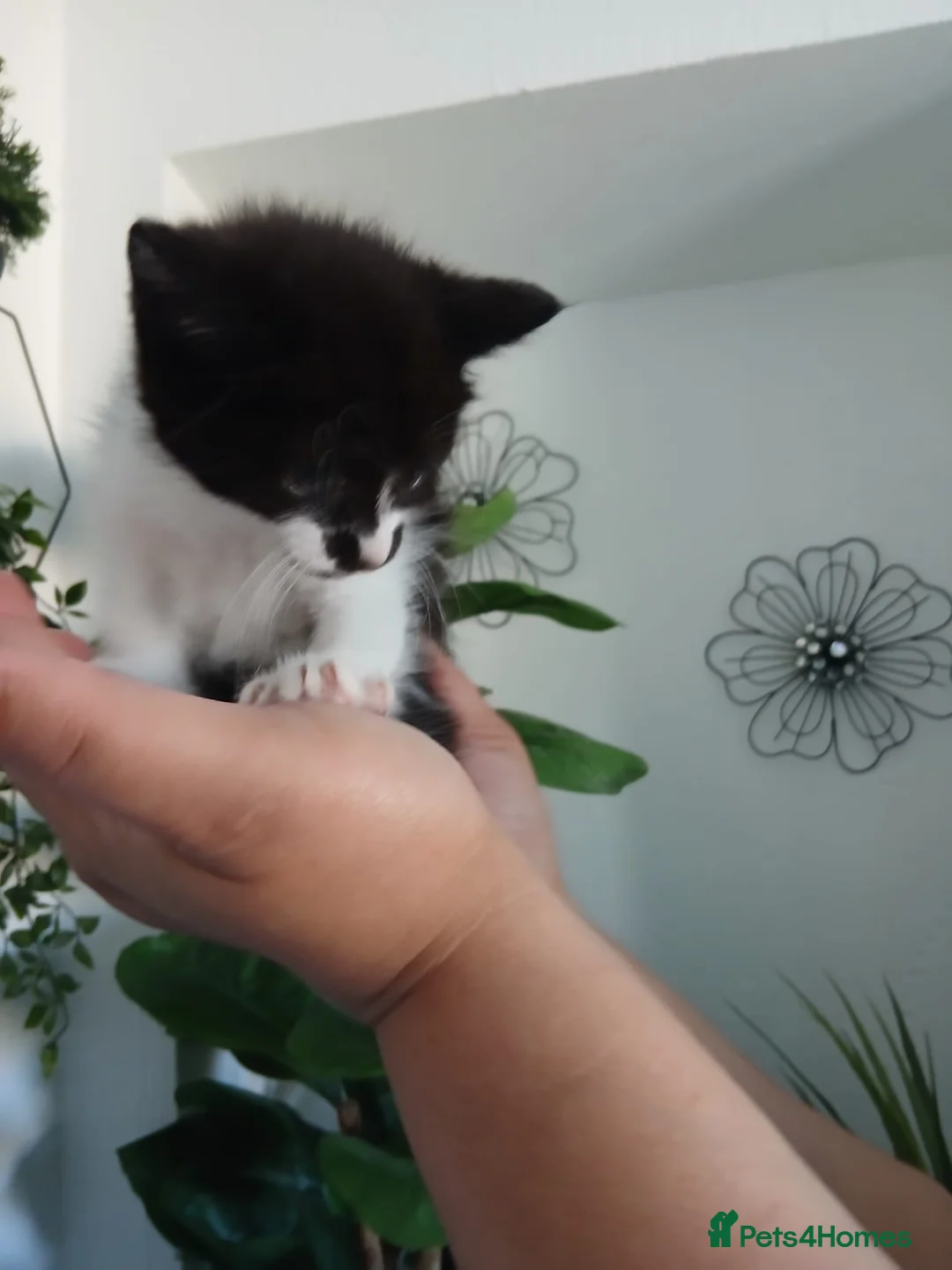 Mixed Breed cats for sale: Adorable kittens in Bradford - Advert 1