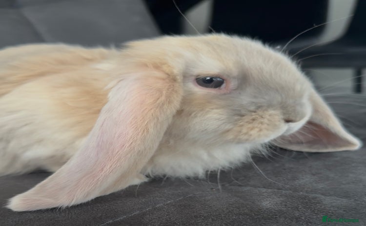 French Lop rabbits - Advert 3