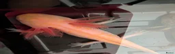 Axolotl reptiles for sale: Beautiful hypo baby Axolotls available last few  - Advert 27