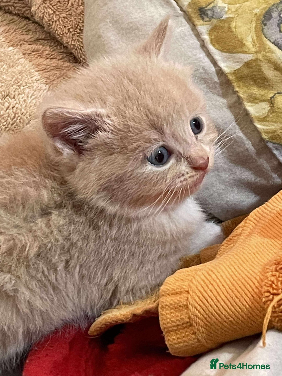 Mixed Breed cats for sale: 3 Beautiful Kittens Needing A Home - Advert 20