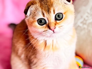 Scottish Fold cats for sale - Advert 1
