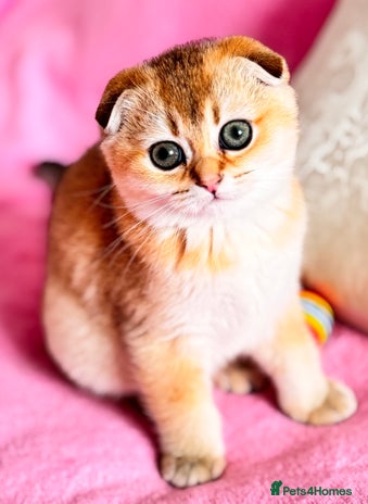 Scottish Fold cats - Advert 4