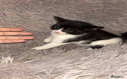 Mixed Breed cats for sale: Beautiful babies  - Image 4