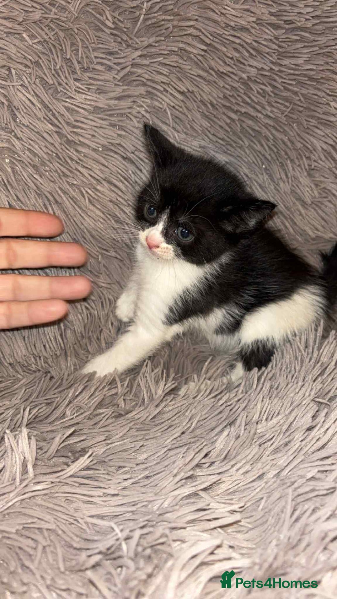Mixed Breed cats for sale: Beautiful babies  - Image 4