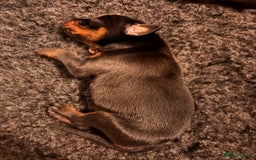 Dobermann dogs for sale: 🌟🌟KC Dobermanns - 38+ Champions in Bloodline🌟🌟 in London - Image 2