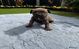 Mixed Breed dogs for sale: 6 gawjus puppy’s   - Image 10