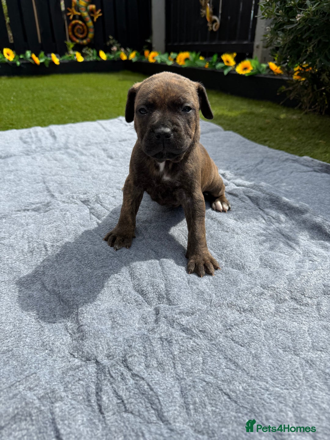 Mixed Breed dogs for sale: 6 gawjus puppy’s   - Image 10