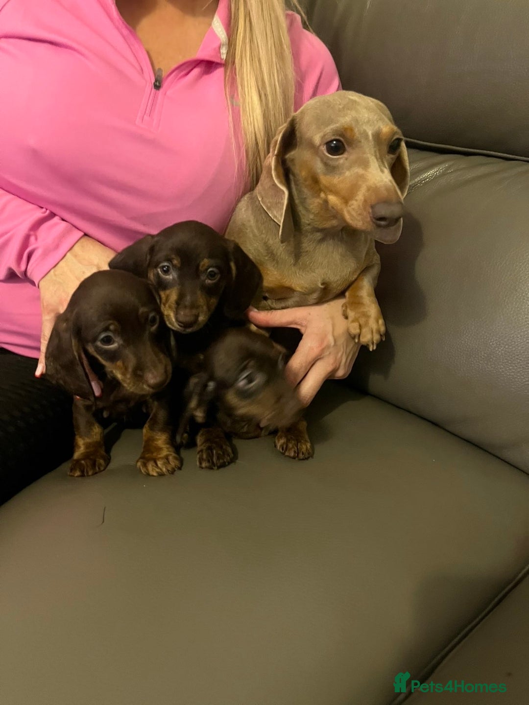 Miniature Dachshund dogs for sale: Ready now  - Advert 2