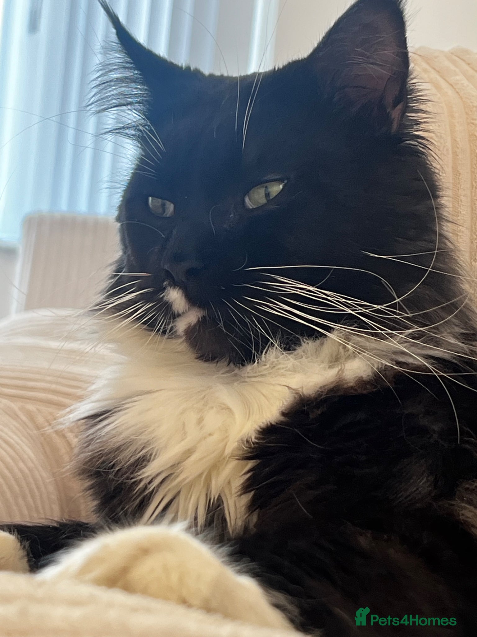 Maine Coon cats Proven stud Maine coon xl Russian import  - Advert 4