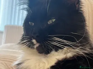 Maine Coon cats Proven stud Maine coon xl Russian import - Advert 4