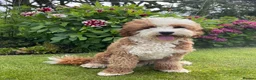 Australian Labradoodle dogs for sale: Stunning Miniature Australian Labradoodles - Advert 7