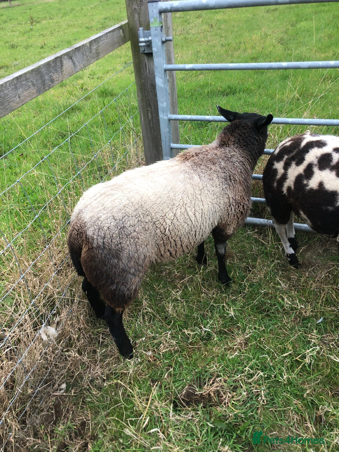 Sheep livestock for sale: BLUE FACED SHEARLING EWE - Image 5