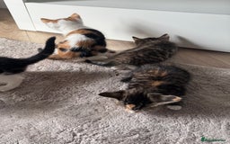 Mixed Breed cats for sale: Beautiful kittens  - Image 9