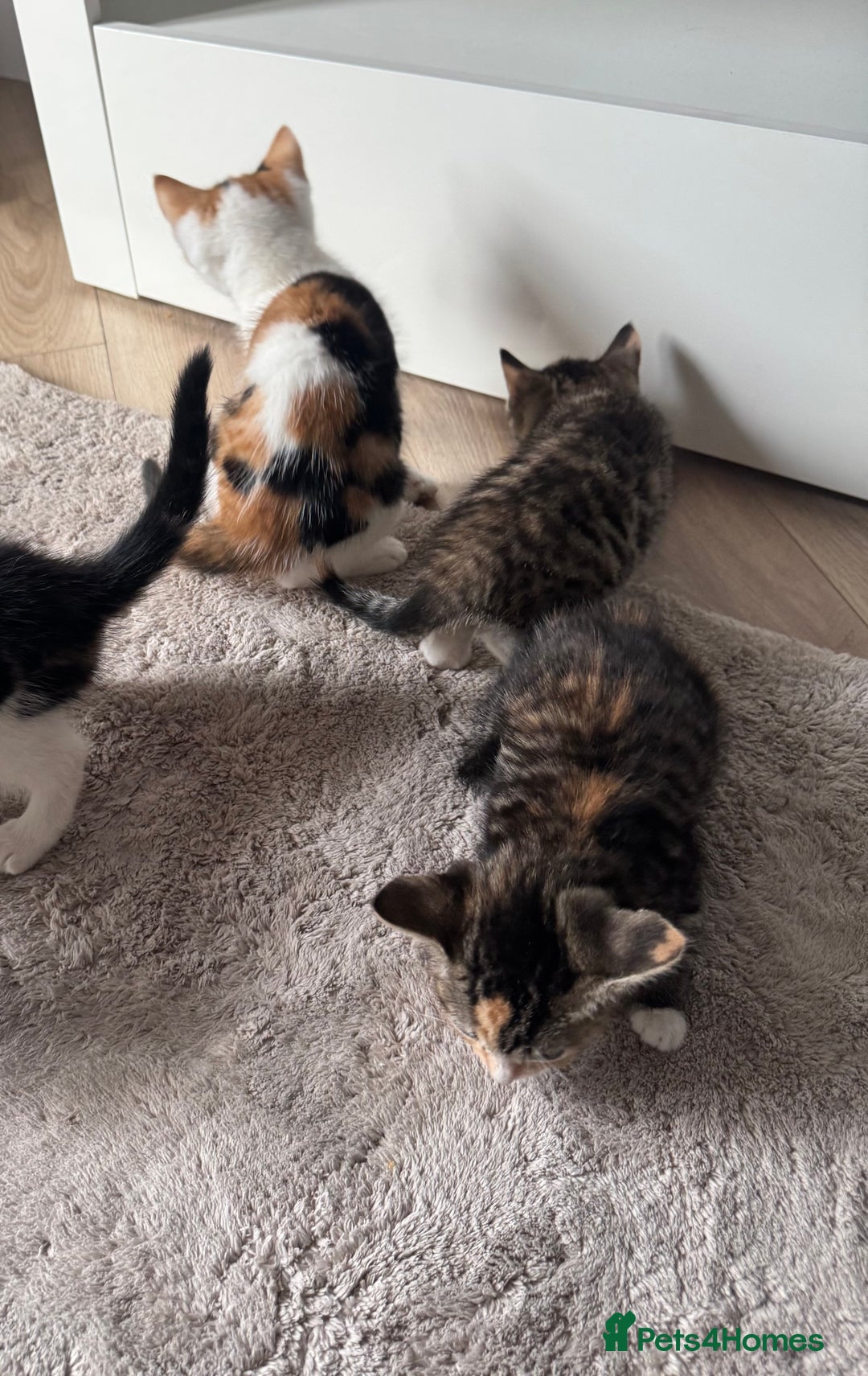 Mixed Breed cats for sale: Beautiful kittens  - Image 9