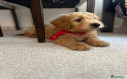 Mini Goldendoodle dogs for sale: GoldenDoodles Date of birth 01.05.2025 - Image 3