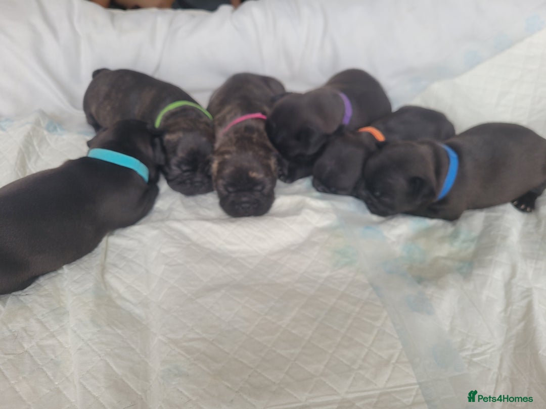 French Bulldog dogs for sale: 2 Girls and 4 Boys - Image 7