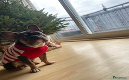 French Bulldog dogs for stud: Blue/Tan/White Frenchie Stud - KC & Fluffy Carrier in Edinburgh - Image 5