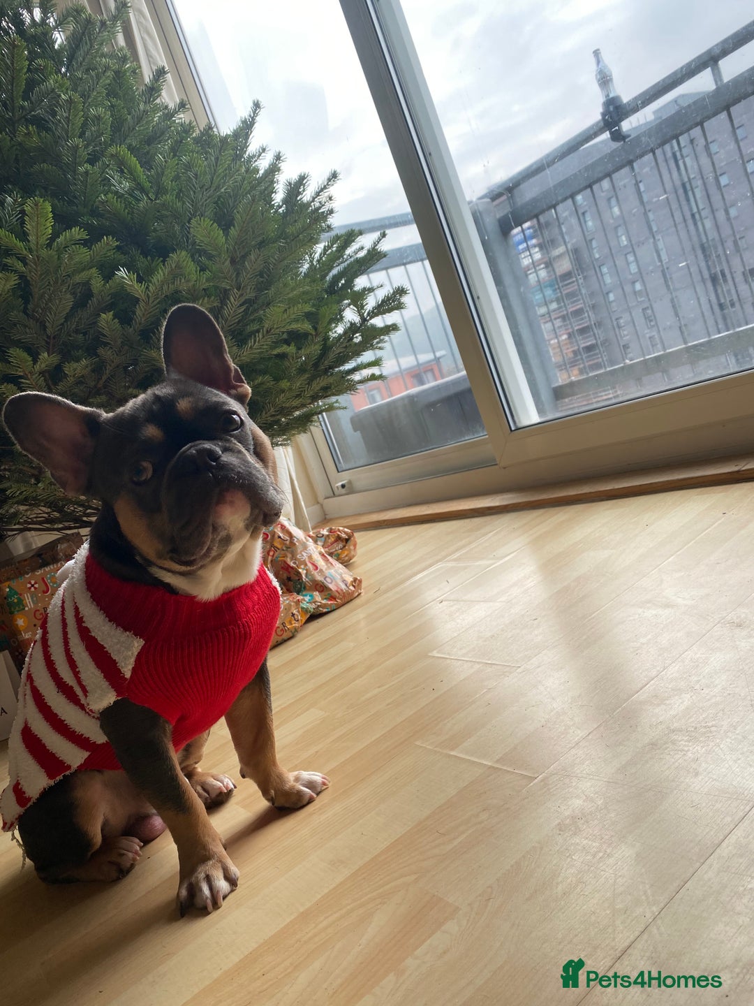 French Bulldog dogs for stud: Blue/Tan/White Frenchie Stud - KC & Fluffy Carrier in Edinburgh - Image 5