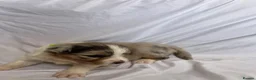 Australian Shepherd dogs for sale: Australia shepherd kc puppies 4 girls  - Advert 20