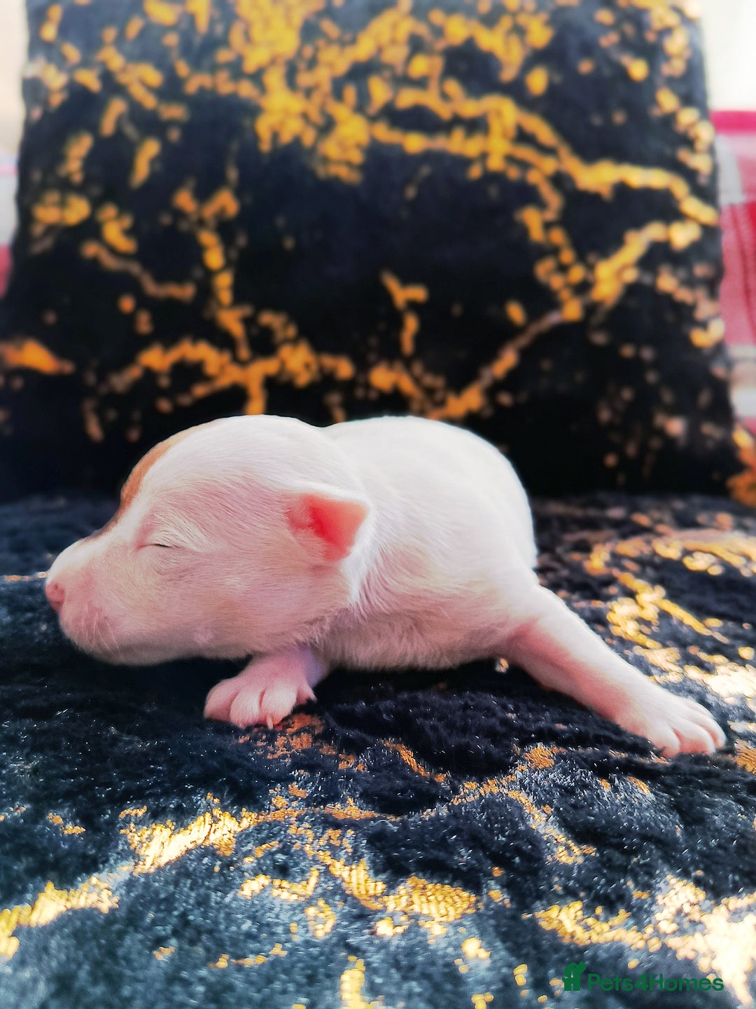 Jack Russell dogs for sale: 🤎🐶 Adorable Jack Russell Terrier Puppies✨ - Advert 23