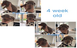 Miniature Dachshund dogs for sale: Miniature dachshunds - Advert 2