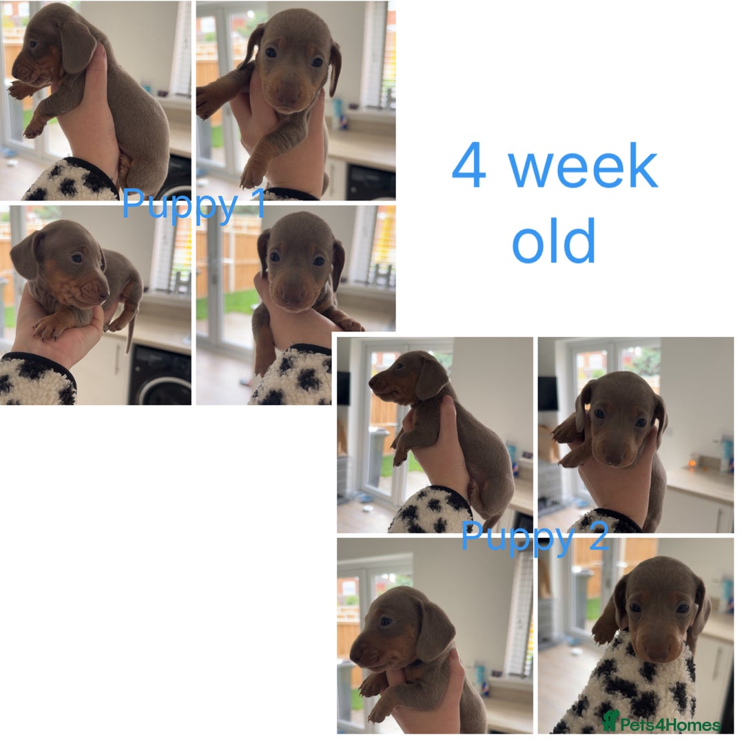 Miniature Dachshund dogs for sale: Miniature dachshunds - Advert 2