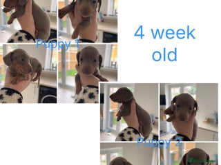 Miniature Dachshund dogs - Advert 11