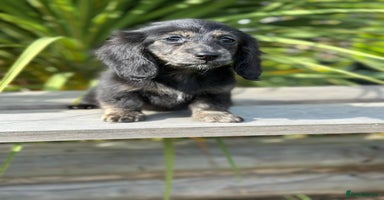 Miniature Dachshund dogs - Advert 12
