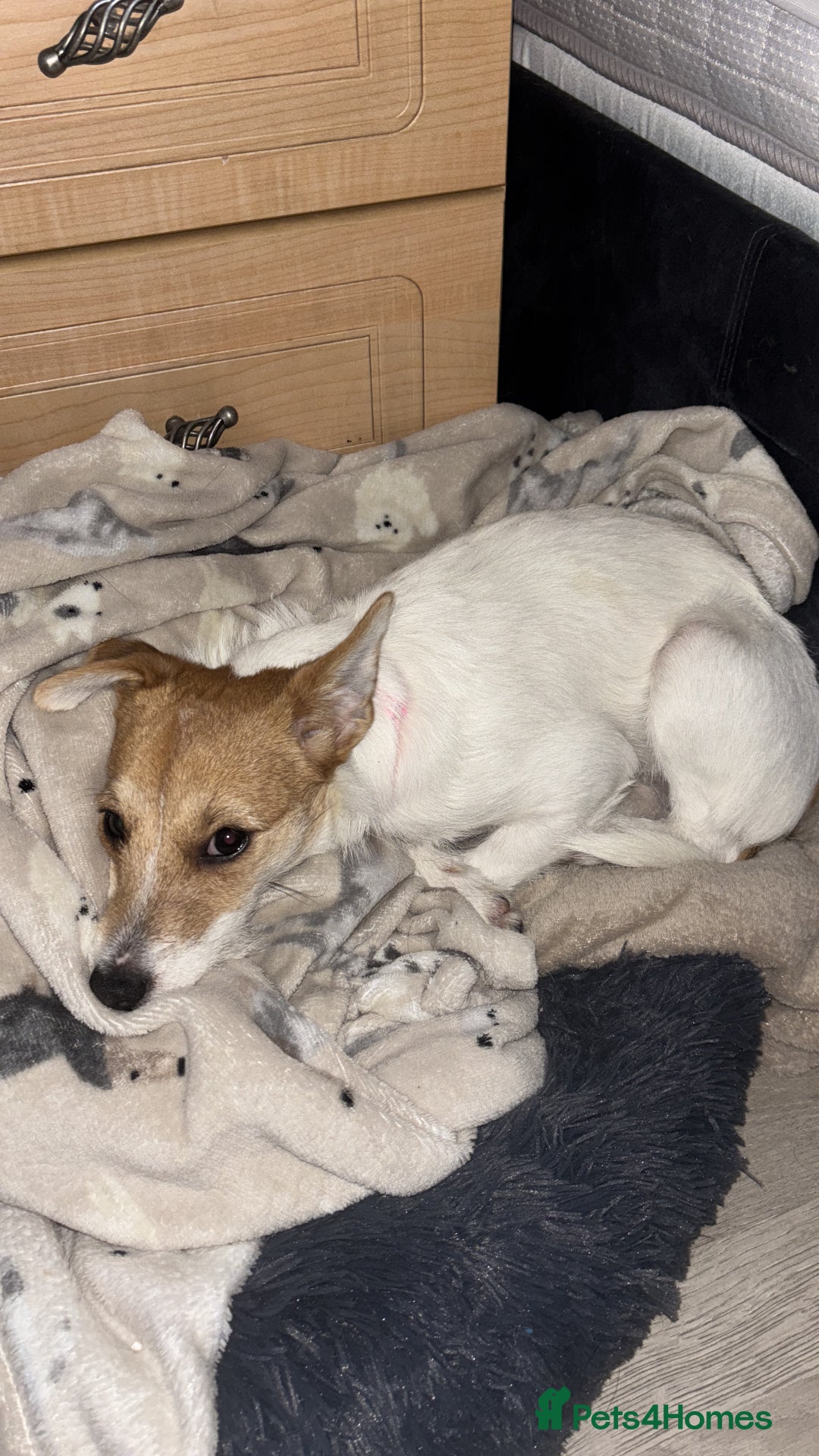 Parson Russell dogs for sale: Lily jack Russell  - Advert 1