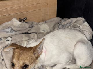 Parson Russell dogs Lily jack Russell - Advert 14