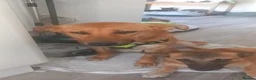 Mixed Breed dogs for adoption: ❤️🐶 YARA – FULL OF GENTLE LOVE in Folkestone - Advert 7