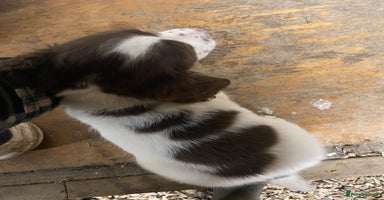 English Springer Spaniel dogs - Advert 2