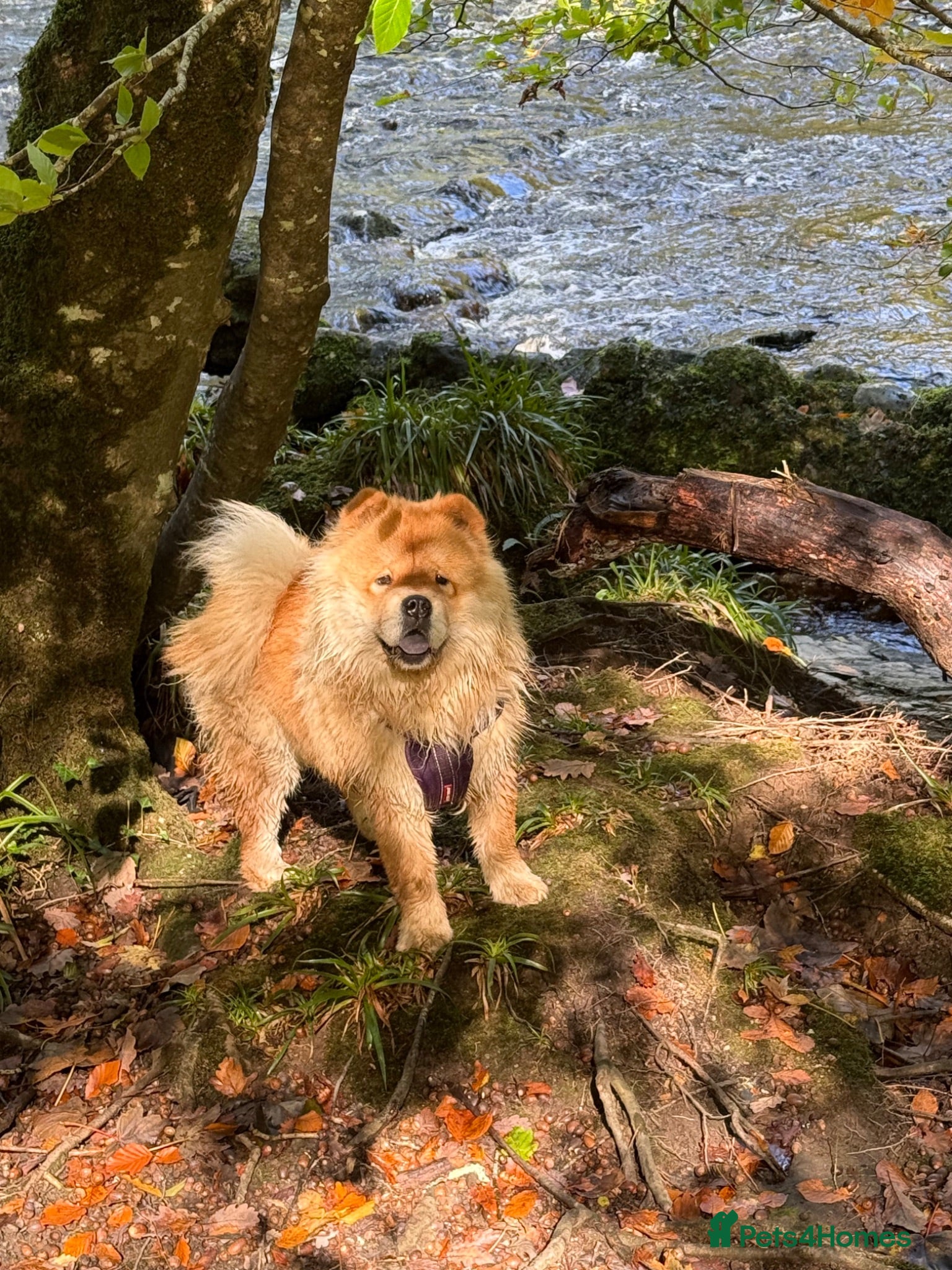 Chow Chow dogs Beautiful chow and Merle puppies. - Advert 12
