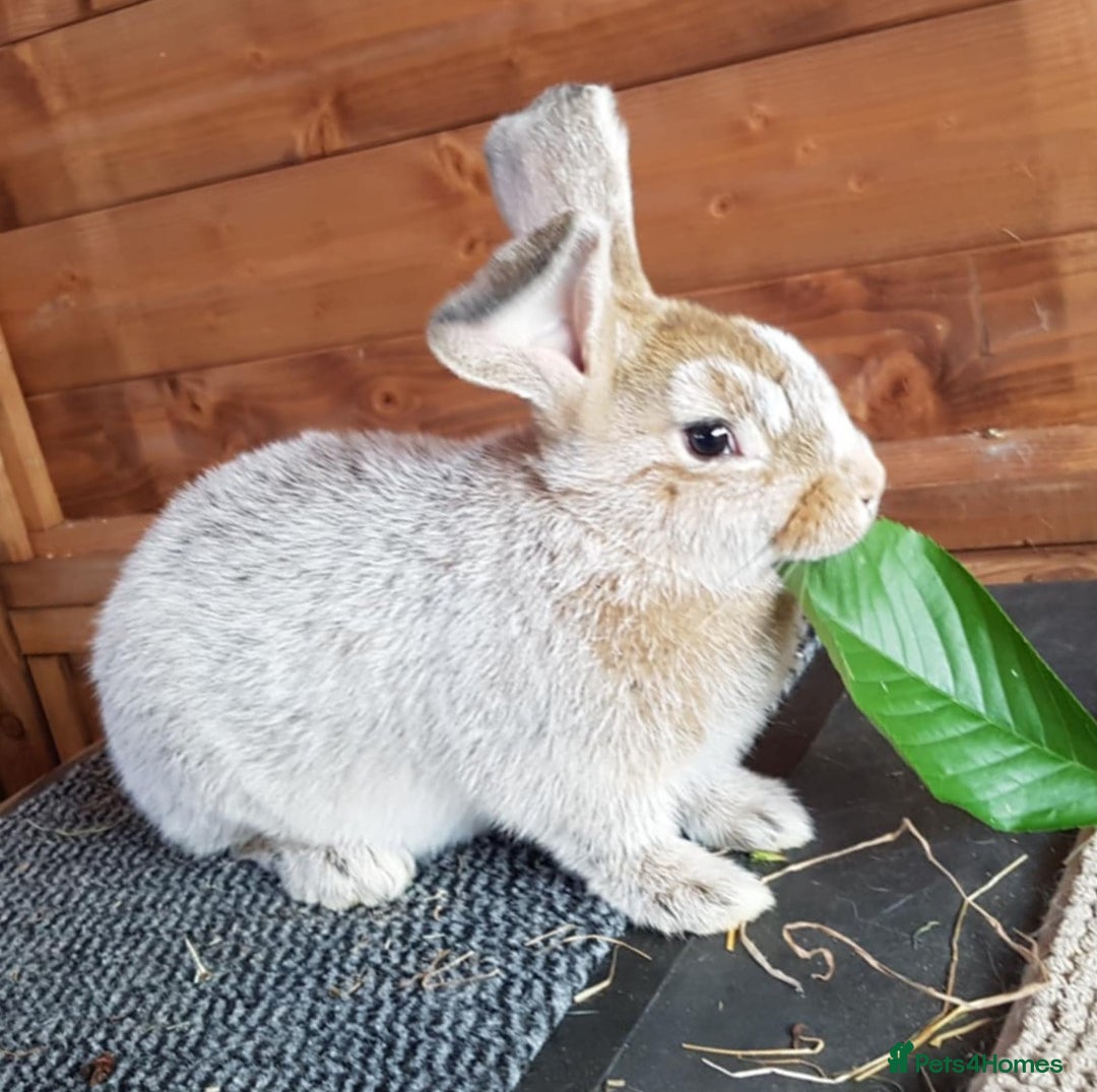 Argente rabbits for sale: Beautiful , friendly girl - Image 5