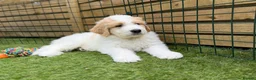 Mixed Breed dogs for sale: Golden Doodle X Pyrenees Puppies Ready next week.  - Advert 4