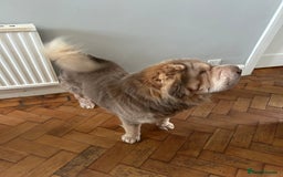 Shar Pei dogs for sale: Need to Re-Home due to Bereavement  - Image 1
