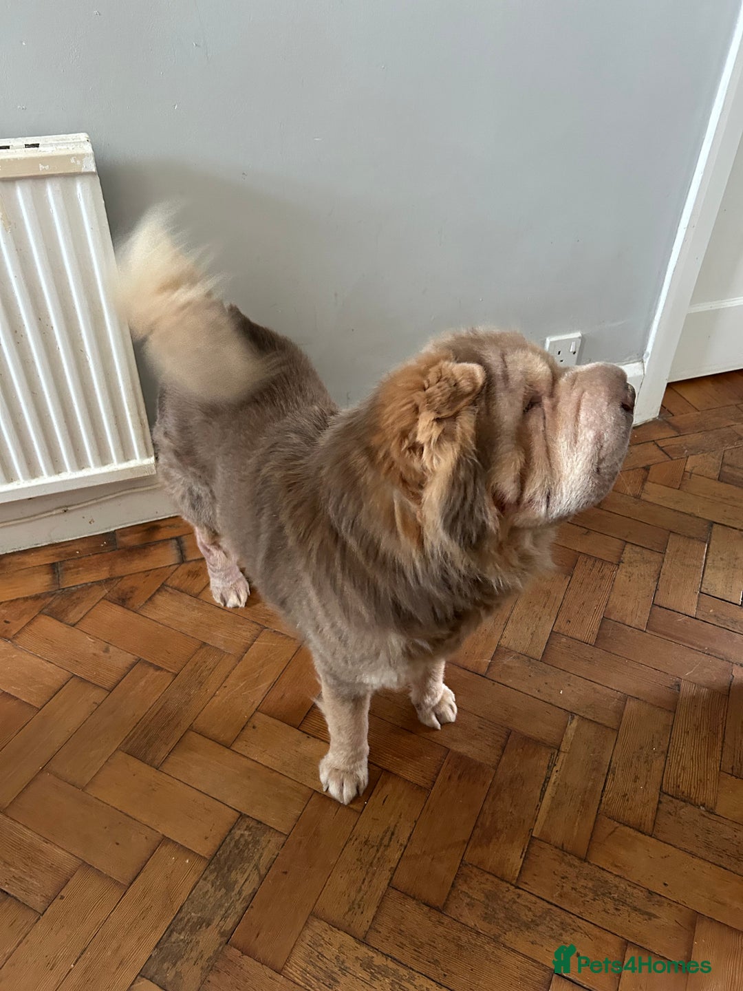 Shar Pei dogs for sale: Need to Re-Home due to Bereavement  - Image 1