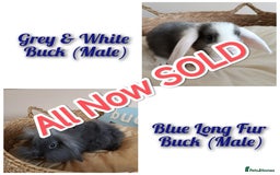 Mini Lop rabbits for sale: Fantastic mini lop babies forsale  - Image 1