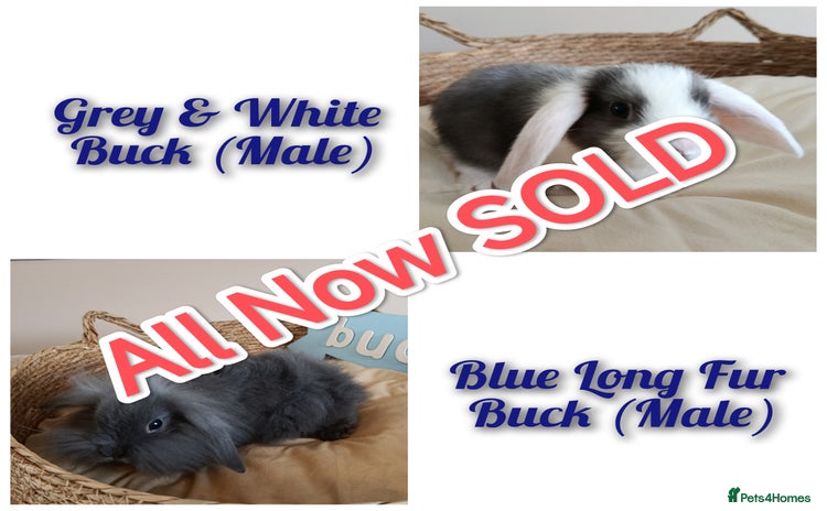 Mini Lop rabbits - Advert 13