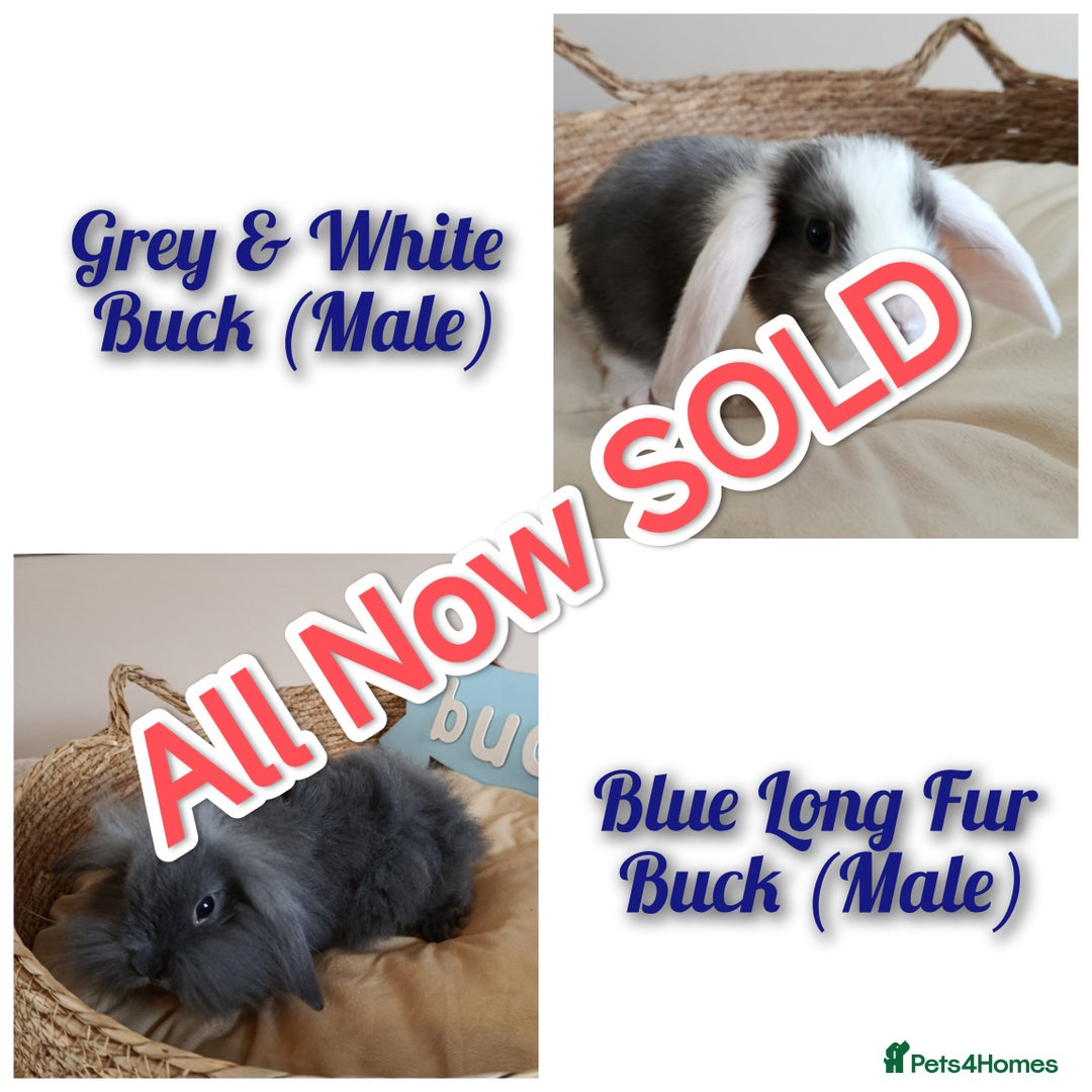 Mini Lop rabbits for sale: Fantastic mini lop babies forsale  - Image 1