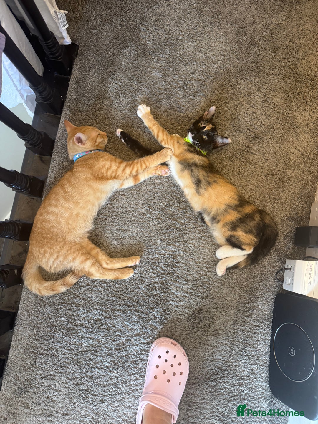 Domestic Shorthair cats for sale: Pumpkin 🎃 & Maple 🍁  - Image 5