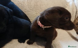 Labrador Retriever dogs for sale: Black and chocolate labrador puppies - Image 6