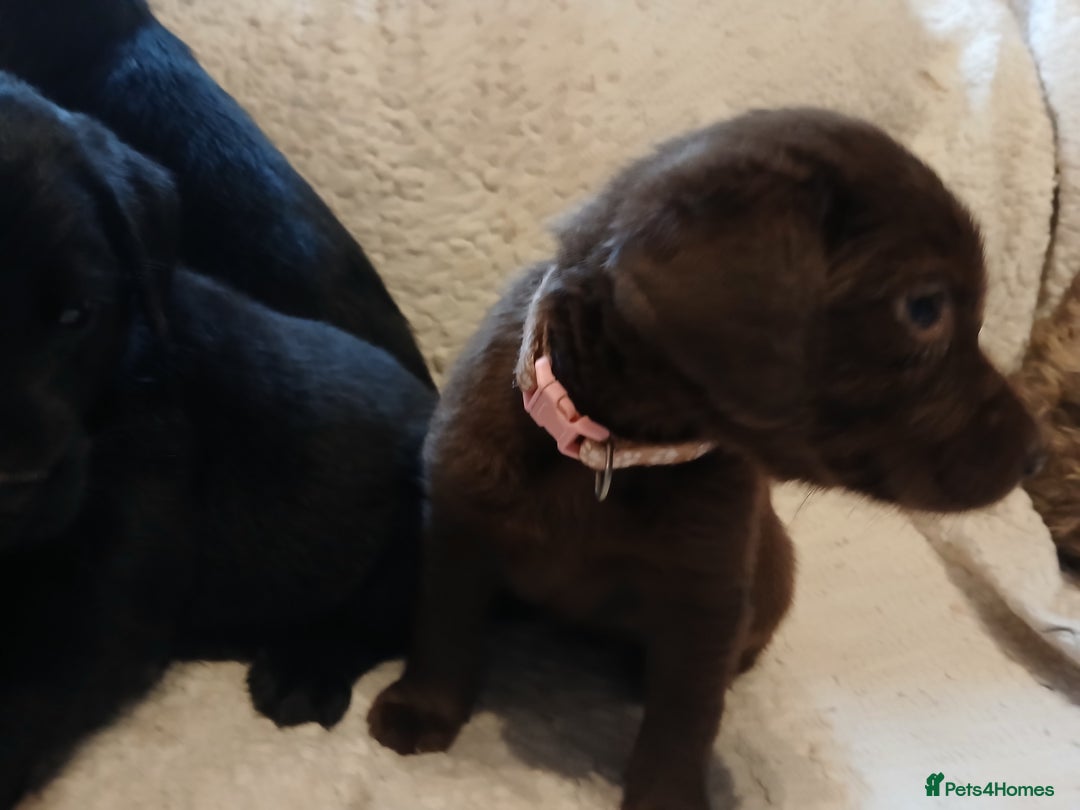 Labrador Retriever dogs for sale: Black and chocolate labrador puppies - Image 6