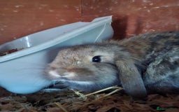Mixed Breed rabbits for sale: Last Minilop, lionhead, mixed breed baby rabbits. - Image 6