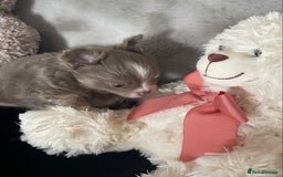 Chihuahua dogs for sale: Beautiful lilac boys  - Image 9