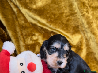 Cocker Spaniel dogs KC registered, health tested, Show cocker spaniels - Advert 3