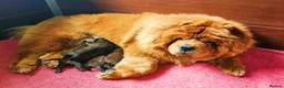 Chow Chow dogs for sale: Crufts and European champions litter  - Advert 16